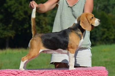 Étalon Beagle - Ultima rs Des Chasseurs Du Temps