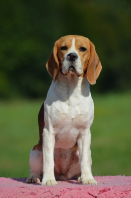 Étalon Beagle - Una Des Chasseurs Du Temps