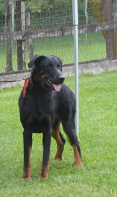 Étalon Berger de Beauce - CH J ITALIE V'kayla ruah De sainte petronille