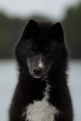 Étalon Siberian Husky - Atena wilderness wild dogs