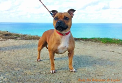Étalon Staffordshire Bull Terrier - Ruby Du Royaume De Layka