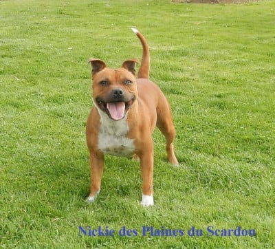 Étalon Staffordshire Bull Terrier - Nickie des plaines du scardon