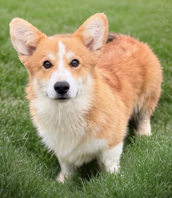 Étalon Welsh Corgi Pembroke - Elton my true companion