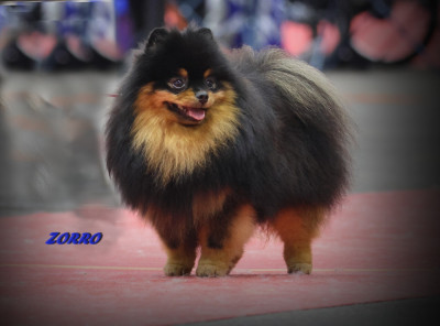 Étalon Spitz allemand - Vulcania zorro est arrive des Gardiens d'Hadès