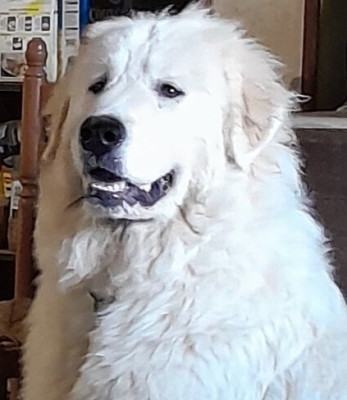 Étalon Chien de Montagne des Pyrenees - Apache Du Massif De l'Esterel