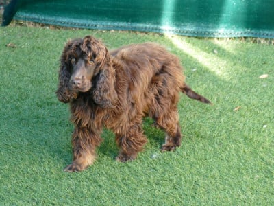 Étalon Cocker Spaniel Anglais - Uzi des Pitchoucas de Lacapelette