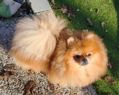 Étalon Spitz allemand - V'lyna golden mask de la vallee des Condors