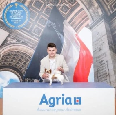 Étalon Chihuahua - CH. Unik lady million (Sans Affixe)