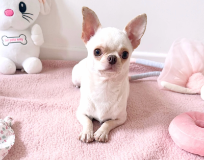 Étalon Chihuahua - Uguette la coquine de Nottingley