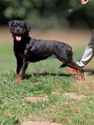 Étalon Rottweiler - Ulka Des Princes De L'albinol