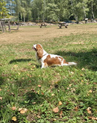 Étalon Cavalier King Charles Spaniel - Venise de la Lande du Médoc