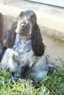 Étalon Cocker Spaniel Anglais - So sweet and Lovely Rim'elle