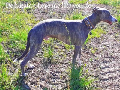 Étalon Whippet - de lukatan Love me like you do (Eros)