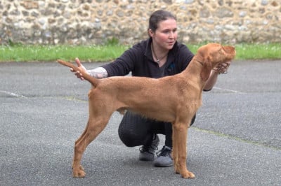Étalon Braque hongrois à poil dur - garamparty Amper