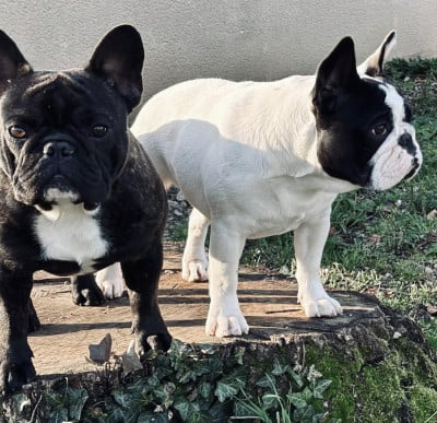 Étalon Bouledogue français - Amaterasu omikami d'Iskandar