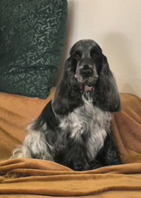 Étalon Cocker Spaniel Anglais - So sweet and Lovely Rim'elle