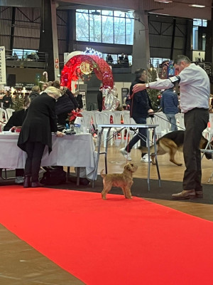 Étalon Griffon bruxellois - Varech De Treskanvel