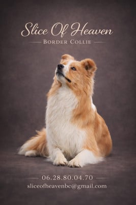 Étalon Border Collie - Very good boy des terres d' emmatchou
