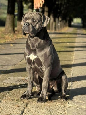 Étalon Cane Corso - J CH Vulcan Des Diamants Du Colisée Jcm