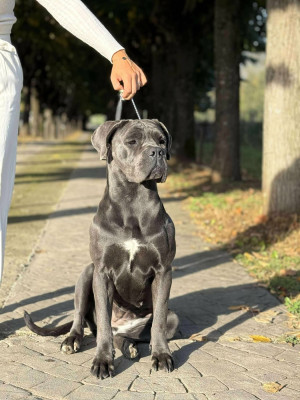 Étalon Cane Corso - J CH Victoria Des Diamants Du Colisée Jcm