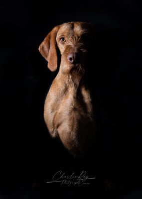 Étalon Braque hongrois à poil dur - garamparty Amper