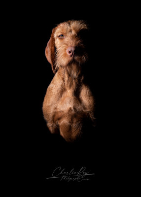 Étalon Braque hongrois à poil dur - Bora the faster del fatalbecco