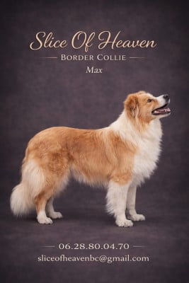 Étalon Border Collie - Very good boy des terres d' emmatchou