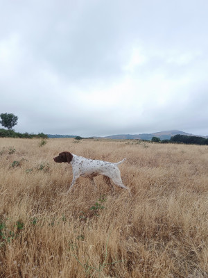 Étalon Braque français, type Pyrenees (petite taille) - TR. Vice du Milobre de Bouisse
