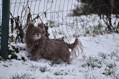 Étalon Chihuahua - regalos maya Perseya