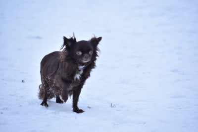 Étalon Chihuahua - Wilona My Fair Chi