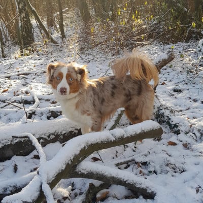 Étalon Berger Américain Miniature - Anna bella diva du Trefle Noir