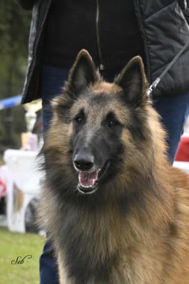 Étalon Berger Belge - Van cleef de l'Orée du val d'enfer