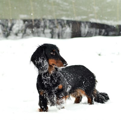 Étalon Teckel poil long - duende alanta Eagle flight