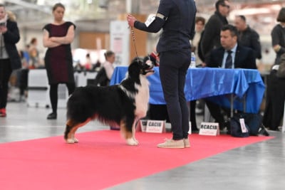 Étalon Berger Australien - As de coeur du chemin de la belle etoile