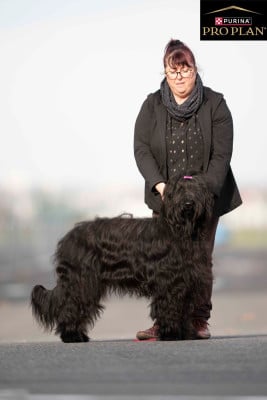 Étalon Berger de Brie - Venusse black De La Baie D'adonis