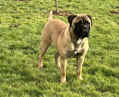 Étalon Bullmastiff - Anna des Jardins D'Atlantis