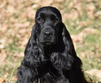 Étalon Cocker Spaniel Anglais - gerini's truelife Kendrick lamar