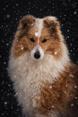 Étalon Shetland Sheepdog - Amazing you gave me the moon de La Lune De Feu