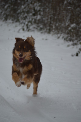 Étalon Berger Australien - CH. Vvinne l'ourson Des Bergers Des P'tits Ours