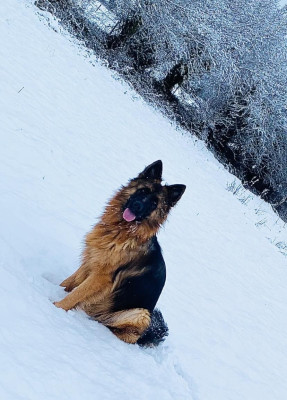 Étalon Berger Allemand - Légitime Démence Vibes-of-darkness