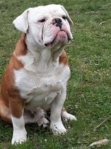 Étalon Bulldog continental - Pickwick Hamlet DCD en 2024 cancer