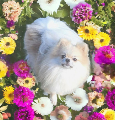 Étalon Spitz allemand - veles starlight Shic of life