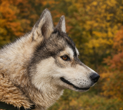 Étalon Siberian Husky - Saika dit starlight Des Gardiens Du Domaine De Pearl