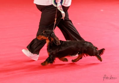 Étalon Teckel poil long - hillberry Licorice lane sl