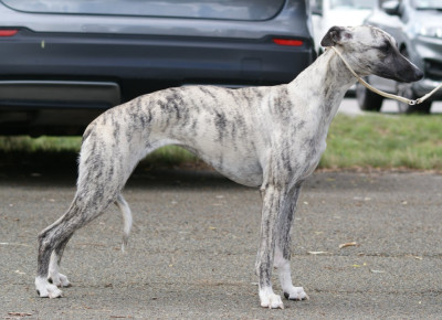 Étalon Whippet - Vitti (Sans Affixe)