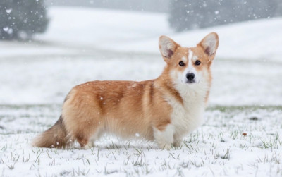 Étalon Welsh Corgi Pembroke - Elton my true companion