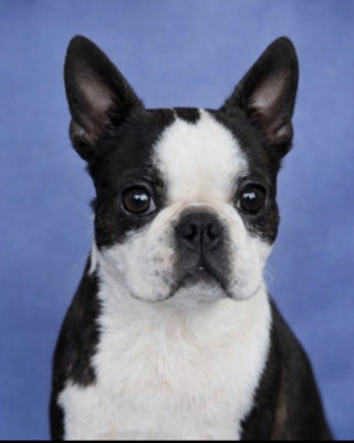 Étalon Boston Terrier - Vidzar Des Montagnes Du Kurdistan