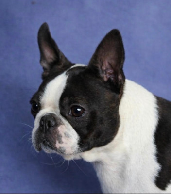 Étalon Boston Terrier - Valkyrie Des Montagnes Du Kurdistan