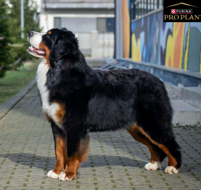 Étalon Bouvier Bernois - CH. rocketberner Mirage