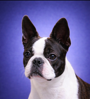 Étalon Boston Terrier - Sissi du comte d’orval